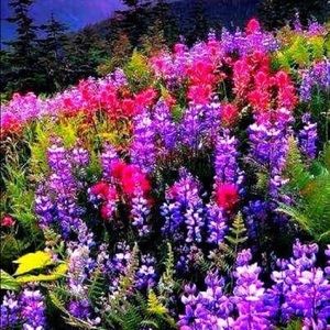 💐💐💐☂️☂️☂️🌸🌸🌸🌹🌹🌹🌝🌝🌝🌝🌝 $5.00 Items 💐